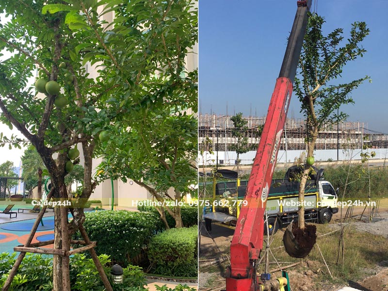 Cây công trình kích thước lớn, dáng đẹp, tán rộng trồng trong khuôn viên khu biệt thự