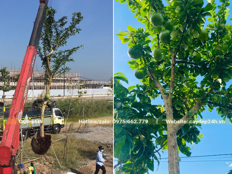 Dùng cần cẩu di chuyển cây Đào Tiên vào vị trí trồng trong một khu biệt thự cao cấp