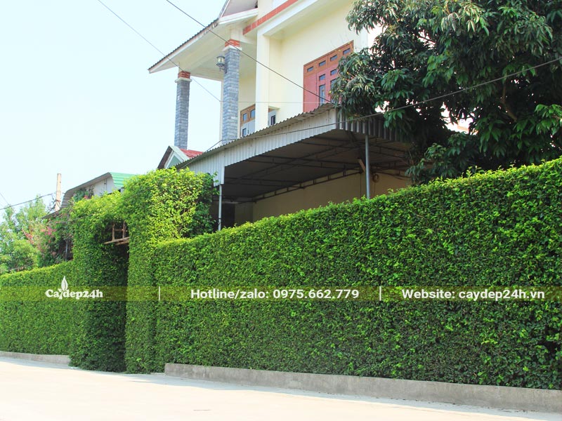 Hàng rào cây Duối đẹp, cắt tỉa bằng phẳng
