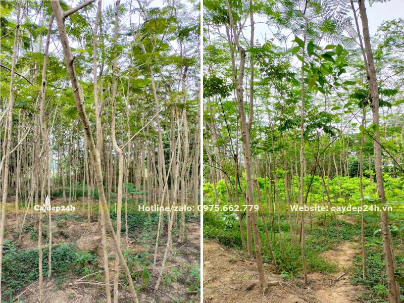 Vườn trồng số lượng lớn cây Phượng Vĩ đường kính thân2-4cm