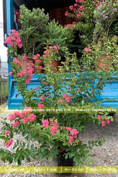 Chậu cây giống Tường Vi cao khoảng 70 - 80cm