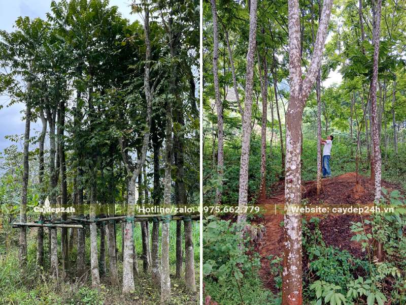 Vườn Lát Hoa công trình chiều cao 4m, đường kính gốc 15cm
