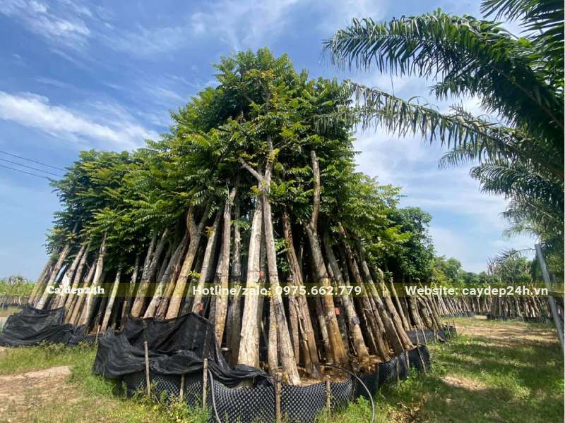 Dâm ủ cây Lát Hoa số lượng lớn, chiều cao khoảng 4m, đk gốc 15cm