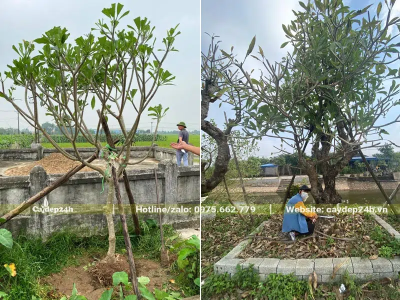 Trồng cây công trình cho khu lăng mộ gia đình