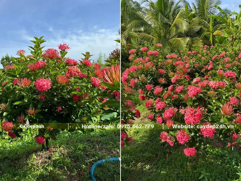 Vườn cây Mẫu Đơn đỏ cao khoảng 1 - 1,2m đang ra hoa