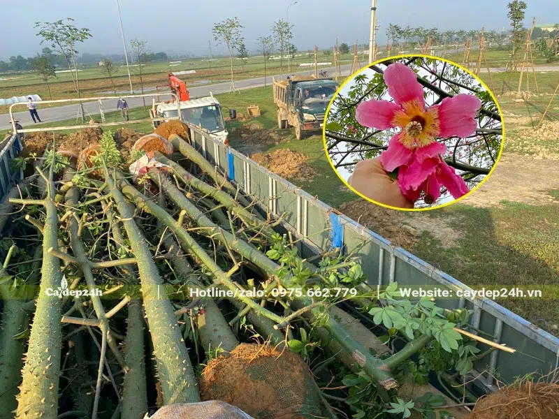 Một thùng xe kéo chở hơn 50 cây Mỹ Nhân công trình đường kính gốc 20cm