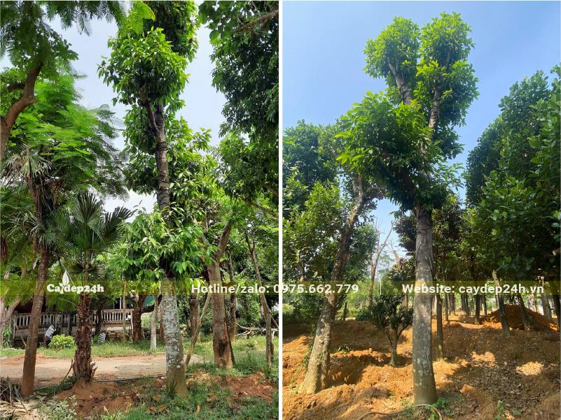 Vườn dâm ủ những cây Ngọc Lan cổ thụ chiều cao 5 - 6m, đường kính gốc trên 20cm