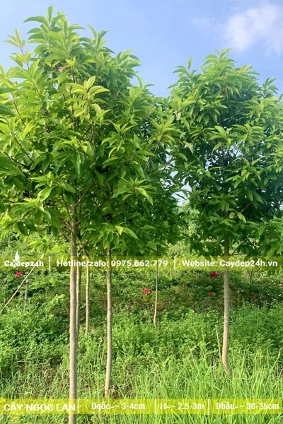 Vườn cây hoa ngọc lan khoảng hơn 2 năm tuổi, chiều cao hơn 2m, đk gốc 3cm