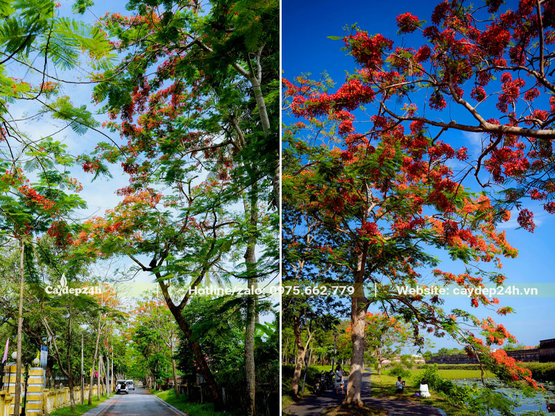 Những hàng cây Phượng Vĩ cao 5 - 6m trong khu nghỉ dưỡng cao cấp