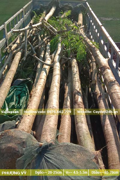 Xếp Phượng Vĩ công trình lên xe, cây thẳng đẹp, thân có đường kính khoảng 20cm