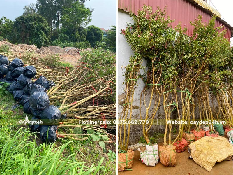 Hàng chục cây Tường Vi công trình mới bứng bầu