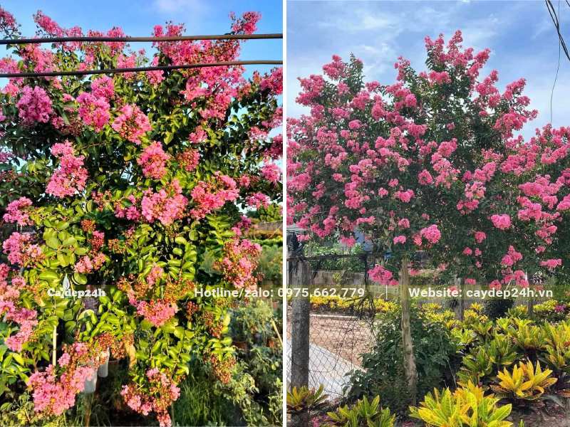 Cây Tường Vi đang nở hoa, khắp tán đều có màu hồng nhẹ nhàng, thu hút