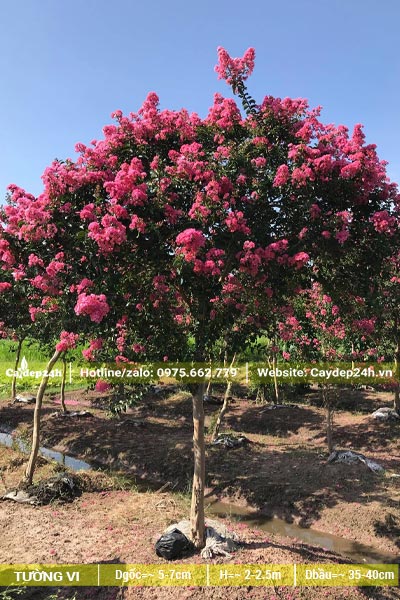 Vườn trồng và dưỡng hàng trăm cây hoa tường vi hồng cao 2m, tán to và đẹp