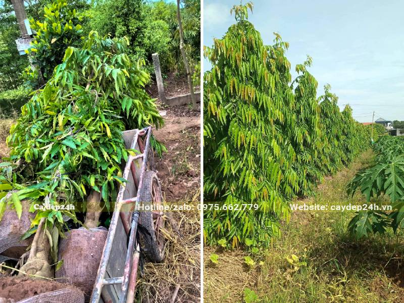 Khu vườn trồng cây Hoàng Nam đánh thẳng, chiều cao khoảng 3 - 4m