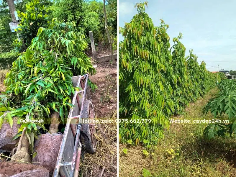 Khu vườn trồng cây Hoàng Nam đánh thẳng, chiều cao khoảng 3 - 4m