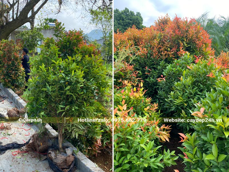 Thi công trồng cây Hồng Lộc thành hàng thẳng bên cạnh lối đi