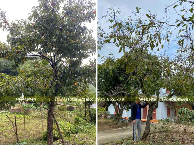 Thợ của nhà vườn đang đi xem cây, mùa về dưỡng ủ 