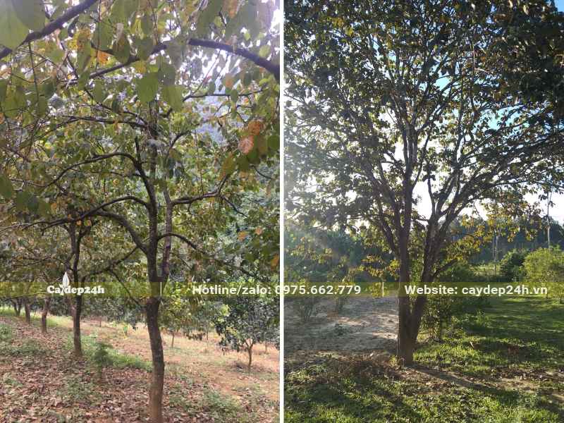 Hình ảnh cây Hồng Ngâm hàng chục năm tuổi, đường kính gốc từ 15- 30cm