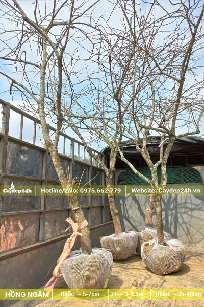 Đưa cây Hồng Ngâm lên xe tải, cây đk gốc từ 5 - 8cm