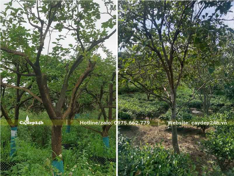 Khu vực trồng cây hồng ngâm công trình xen với các loại cây ngắn ngày, cây chè xanh