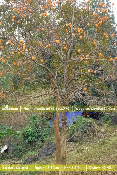 Hồng Ngâm trồng lâu năm, chiều cao 4m, đãng mùa quả chín