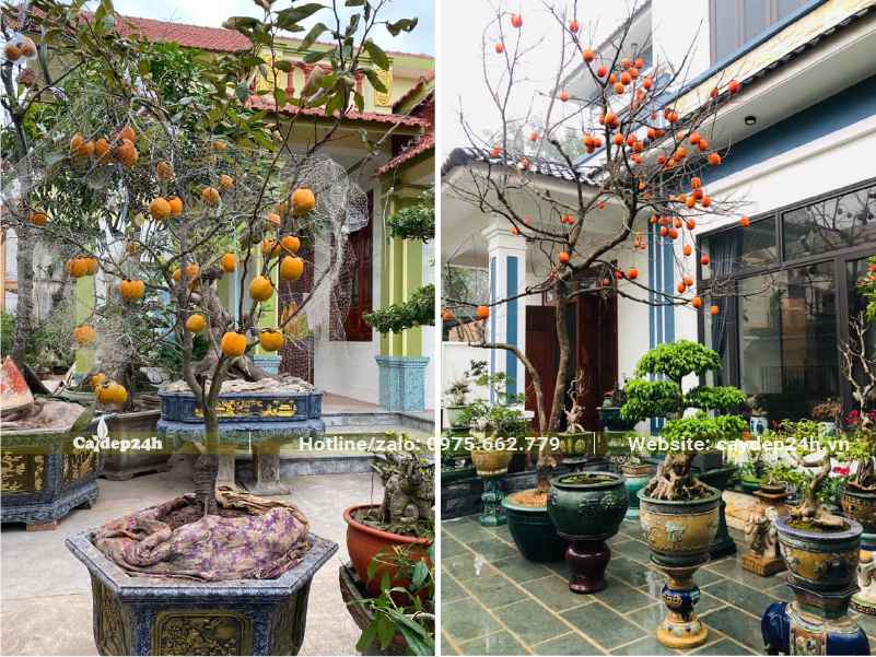 Đặt chậu cây Hồng Ngâm trước nhà, cây đã rụng lá, trên cây treo đầy quả