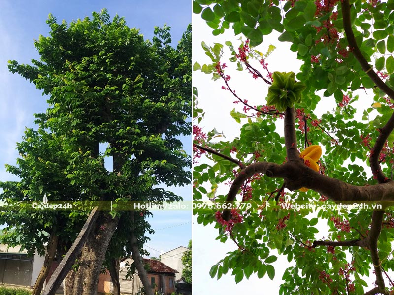 Cây Khế công trình trồng sân vườn biệt thự vừa đẹp vừa đẳng cấp