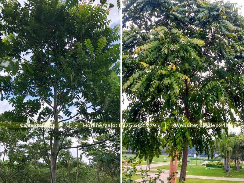 Cây Lát Hoa lâu năm, dáng cao, tán lá lớn