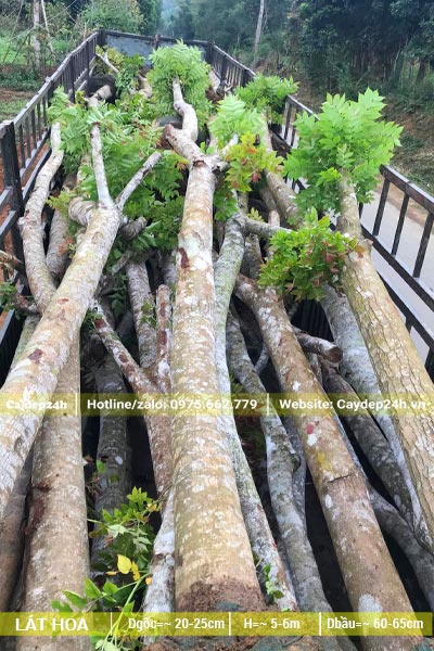 Hàng chục cây Lát Hoa đường kính gốc 25cm đã dâm ủ, xếp gọn trên thùng xe rơ-móoc