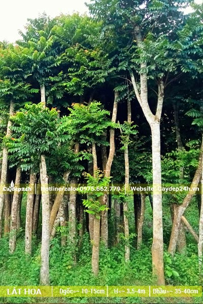 Hàng chục cây Lát Hoa công trình dưỡng ủ, đk gốc 10cm