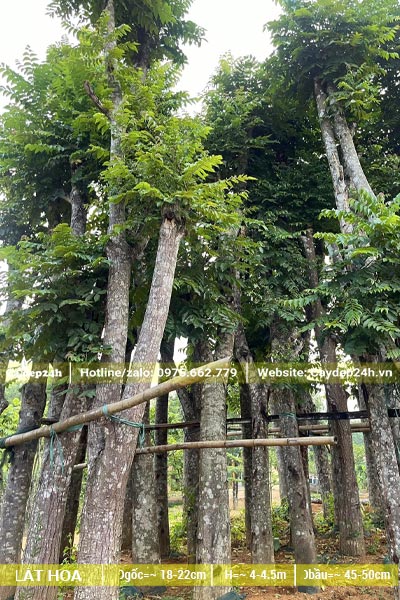 Vườn dâm ủ cây Lát Hoa cổ thụ, đường kính thân lớn 18 - 20cm