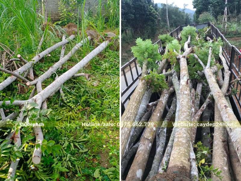 Hàng chục cây Lát Hoa đường kính gốc 15 - 20cm đang xếp lên thùng xe kéo
