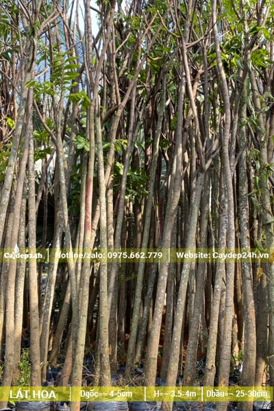 Cây Lát Hoa trồng trong bầu, chiều cao khoảng 3,5m đã tỉa tay cành