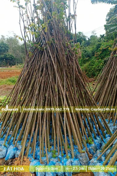 Một đống cây Lát Hoa giống cao 3m, đường kính gốc 2 - 3cm