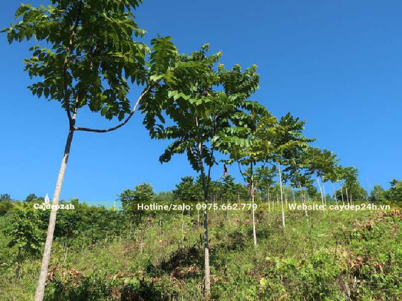 Cây Lát Hoa cao 3m, tán còn nhỏ, đang phân cành