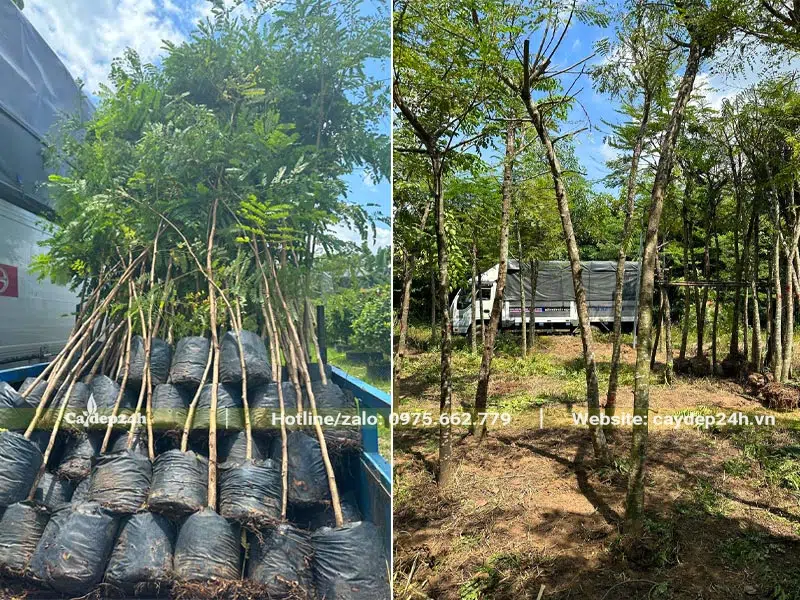 Vườn trồng và bán cây Lim Xẹt công trình đủ mọi kích thước lớn nhỏ
