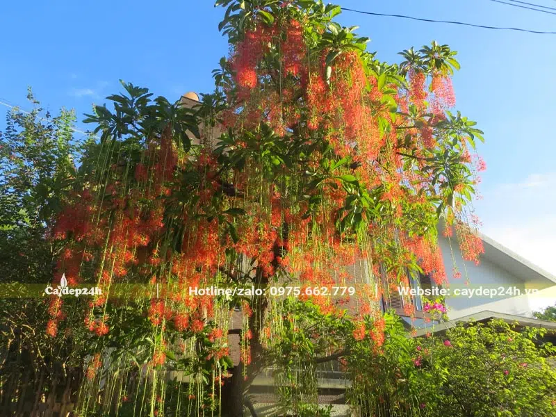 Tán cây Lộc Vừng công trình treo đầy những chuỗi hoa đỏ rực rỡ