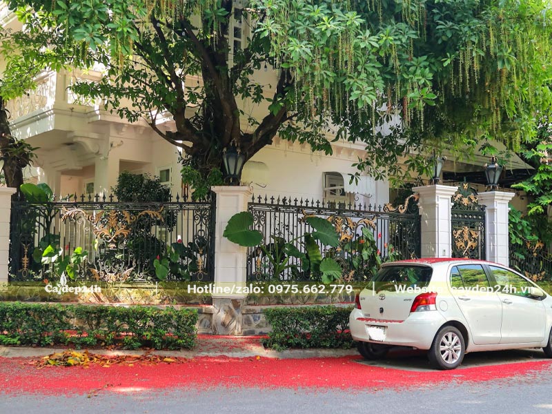 Cây Lộc Vừng cổ thụ tán rộng trồng trong sân vườn biệt thự để lấy bóng mát