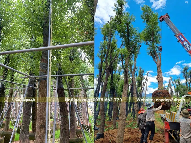 Cầu cây Long Não công trình đường kính gốc 20 - 25cm lên xe cho khách hàng