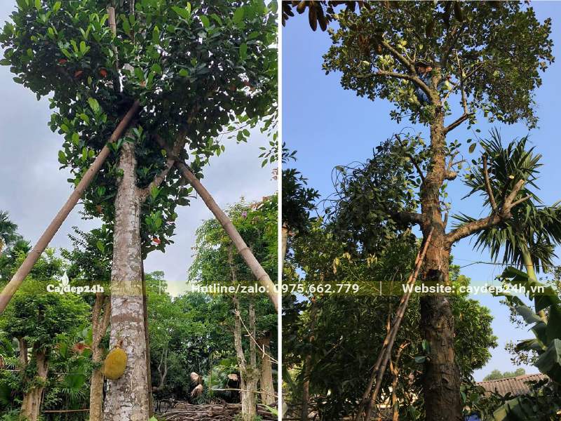 Cắt tỉa cành lá cho cây Mít cao 7m