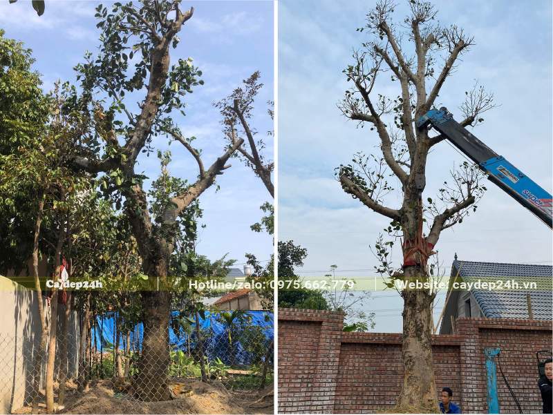 Thi công trồng cây Mít cổ thụ chiều cao khoảng 7m