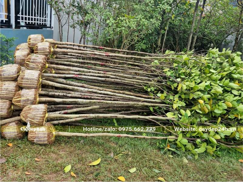 Bứng nóng cây Mít mới lớn, đường kính thân 3cm