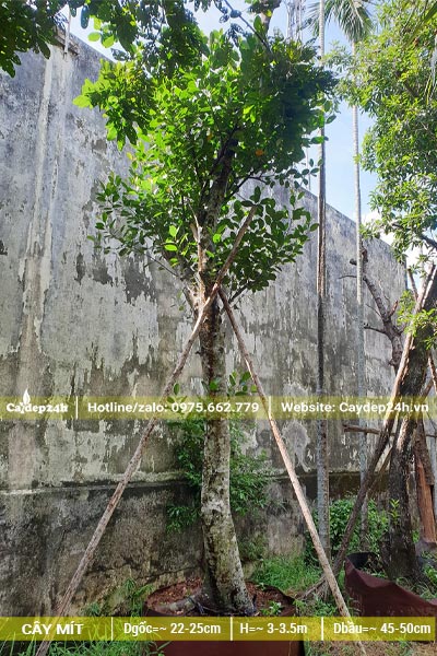 Cây Mít lâu năm cao khoảng 3m, đường kính gốc 20cm