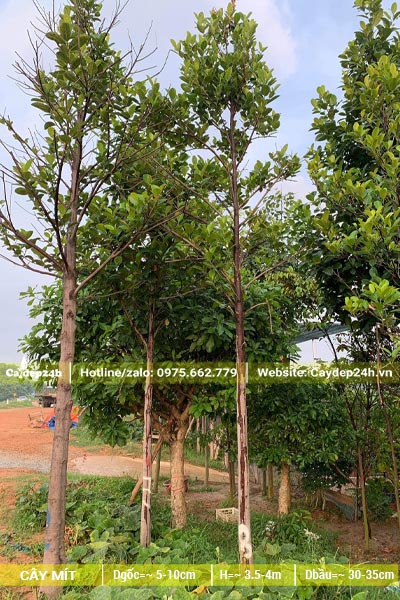 Vườn dưỡng cây Mít trưởng thành cao 4m, đk gốc 5cm