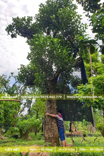 Cây Mít cổ thụ gốc lớn một người ôm không hết