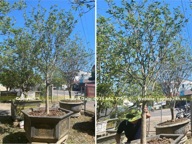 Cây Mộc Hương trồng trong chậu đá tự nhiên