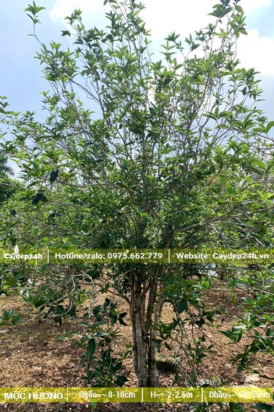 Cây hoa Mộc Hương Ta cao gần 3m, tán đẹp