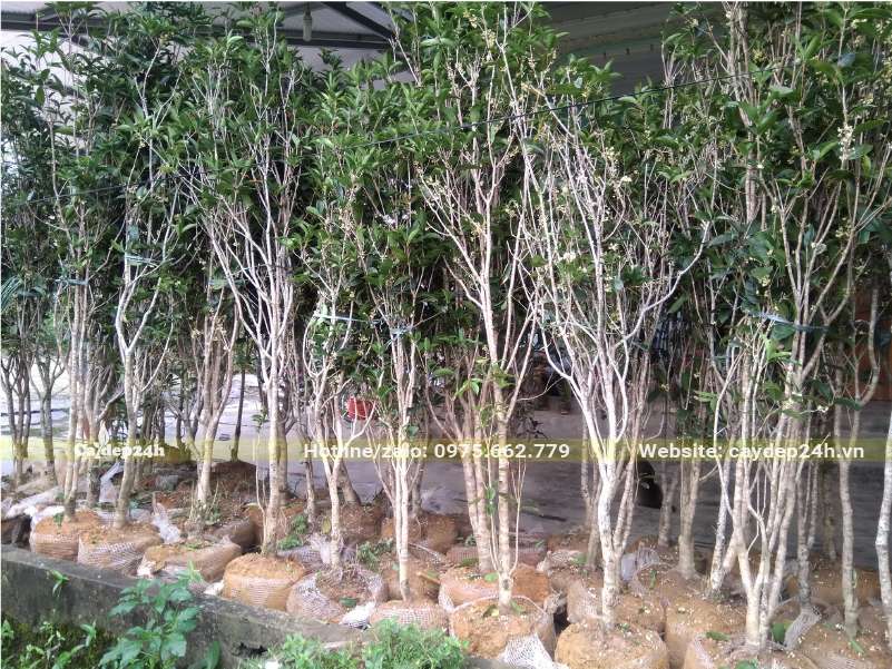 Hơn 20 cây hoa Mộc Hương trưởng thành đường kính gốc khoảng 3cm, đã bứng sẵn bầu