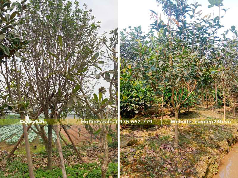 Cây Mộc Hương ta lâu năm cao gần 3m