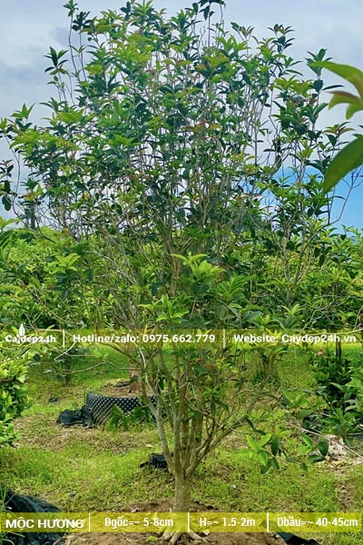 Cây Mộc Hương công trình cao khoảng 2m, đk gốc 5cm